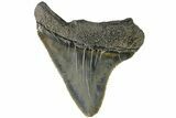 Serrated, Juvenile Megalodon Tooth - South Carolina #183063-1